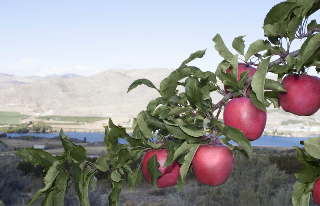 Pacific Rose Apples Pacific Rose Apples