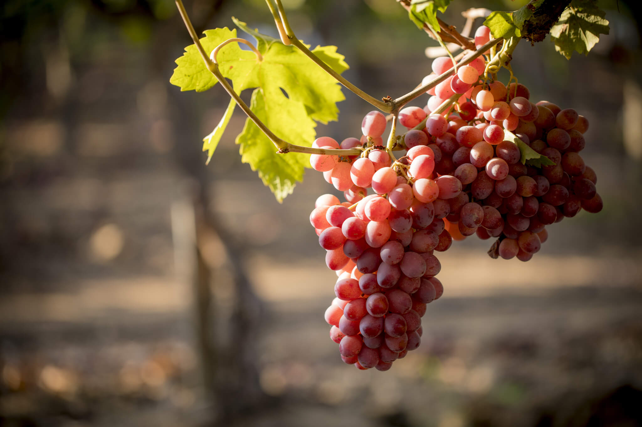 Sun World Grapes Sun World Grapes