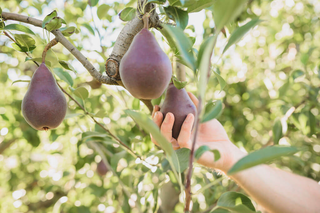 Pear nutrition