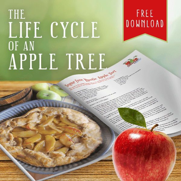 The Life Cycle of an Apple Tree