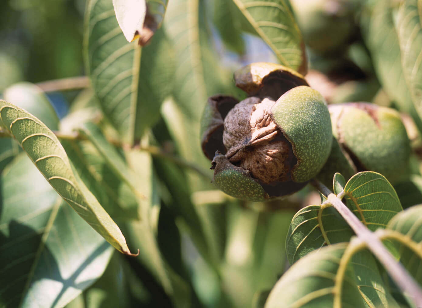All About California Walnuts: Nutrition, Storage Tips, and Recipes