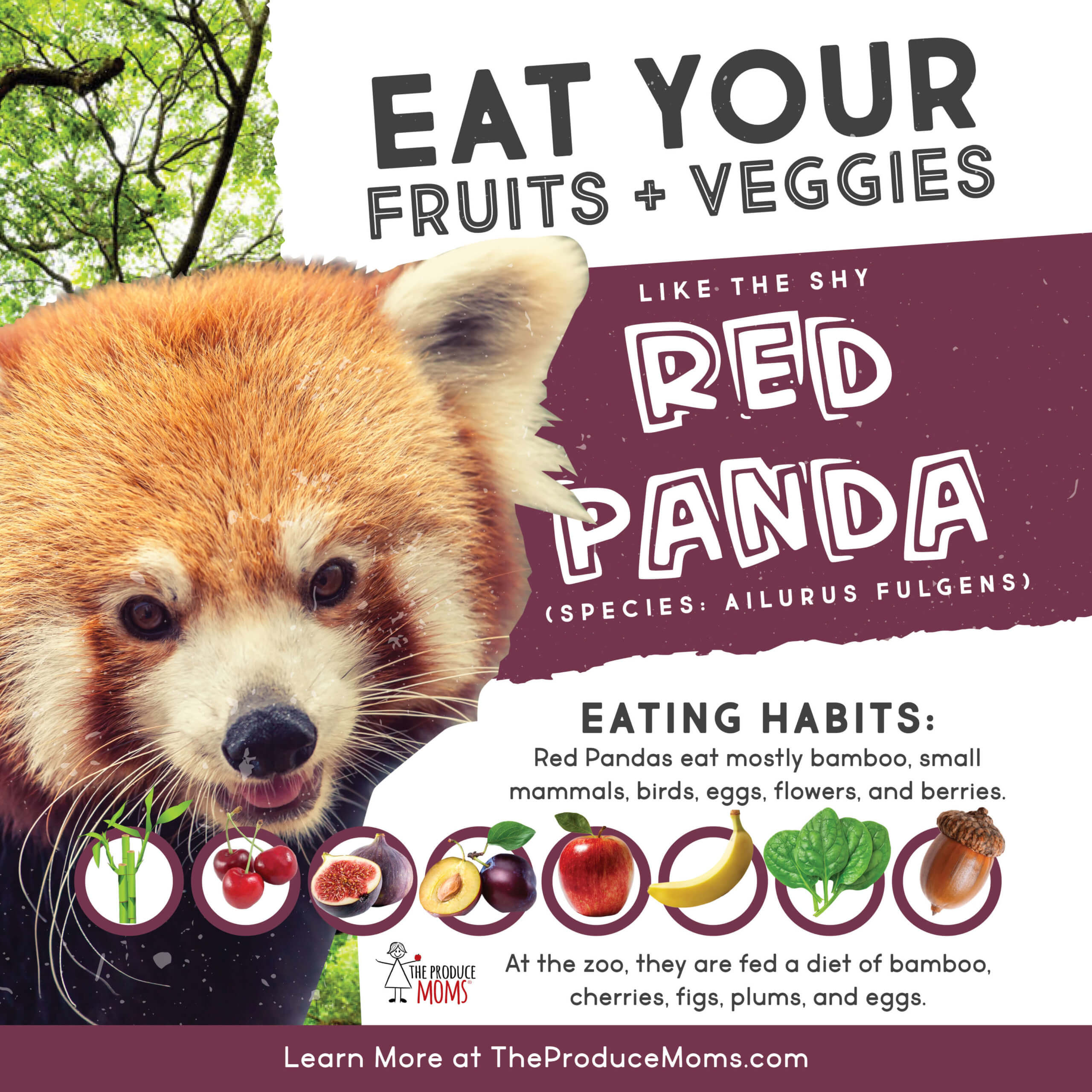 Eat Like A Red Panda Eat Like A Red Panda