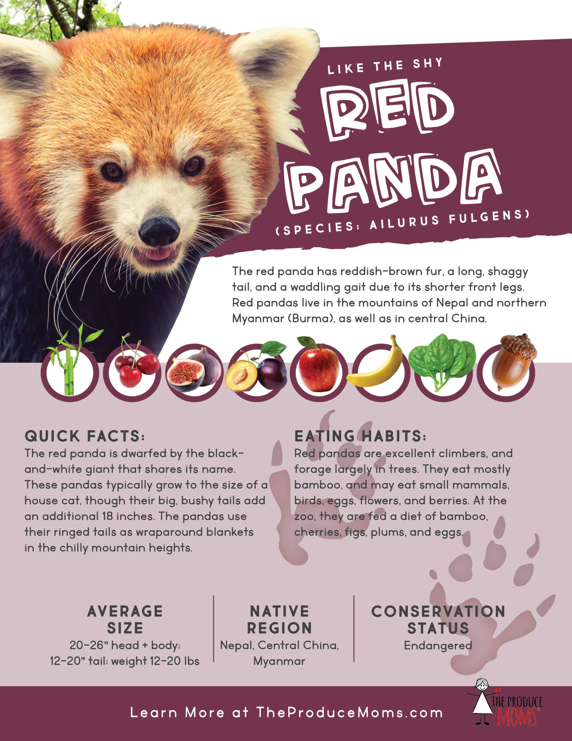 Red Panda Diet Red Panda Diet