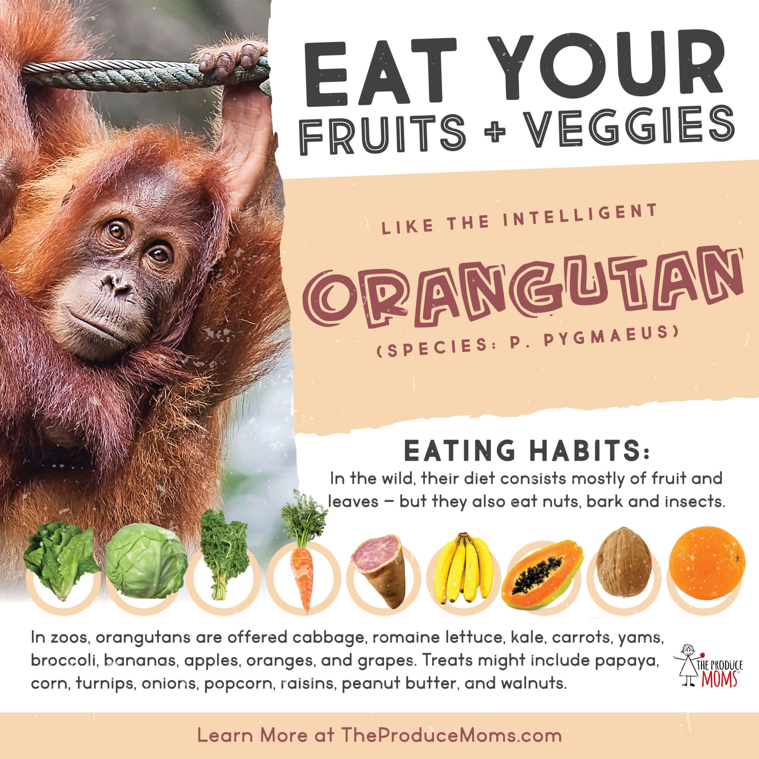 Eat Like An Orangutan Eat Like An Orangutan