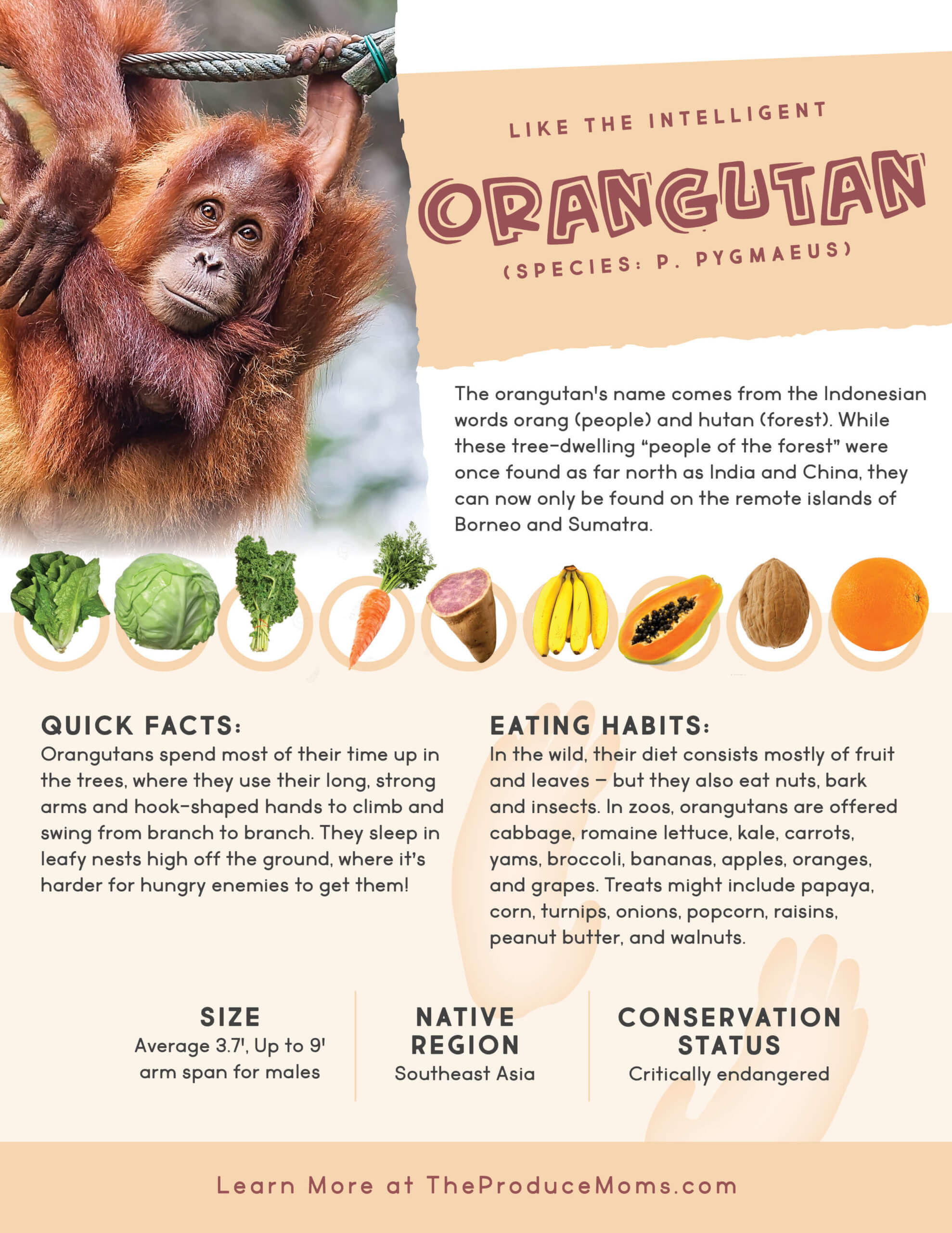 Orangutan diet and facts Orangutan diet and facts