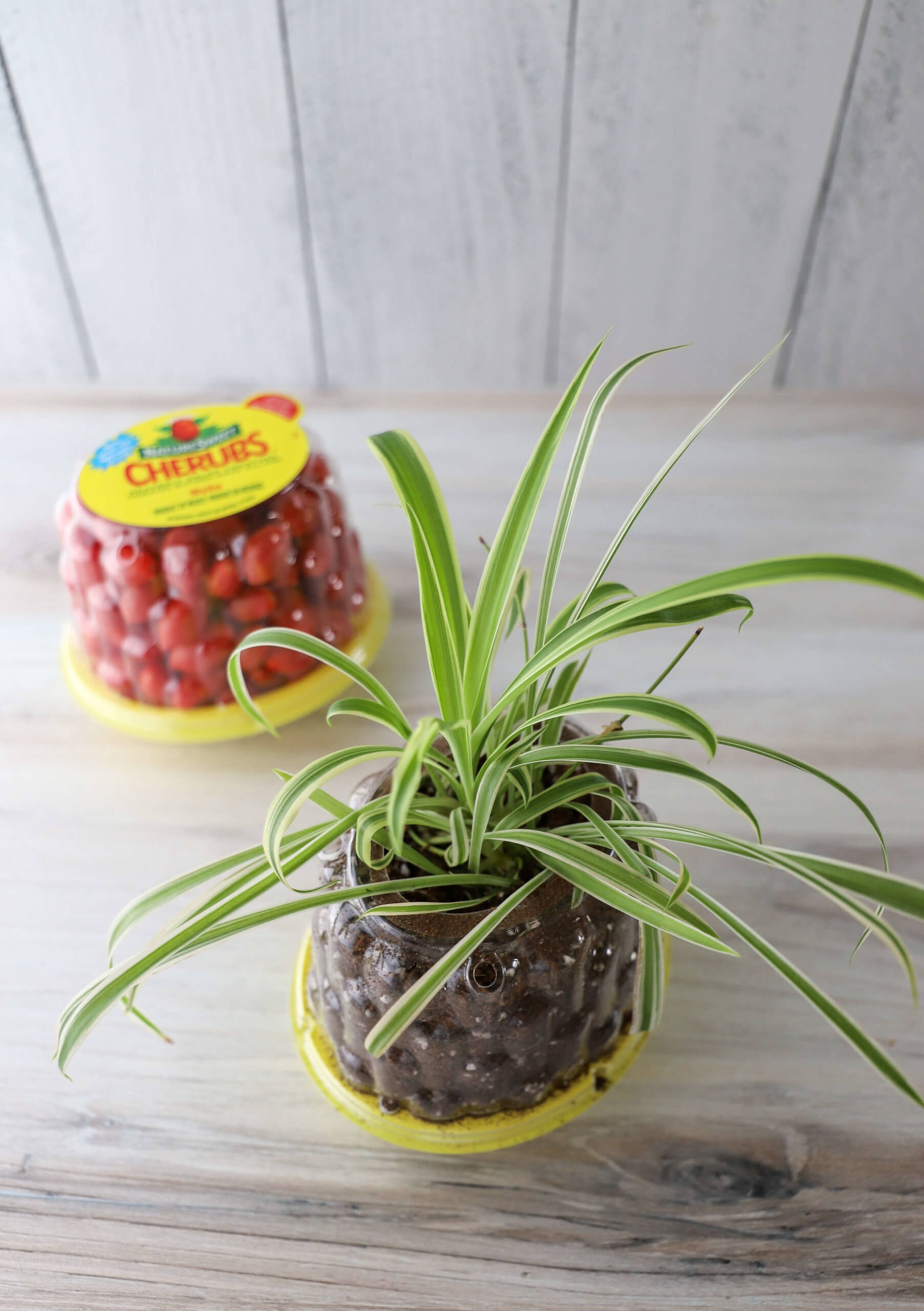 Planter or Seed Starter Planter or Seed Starter