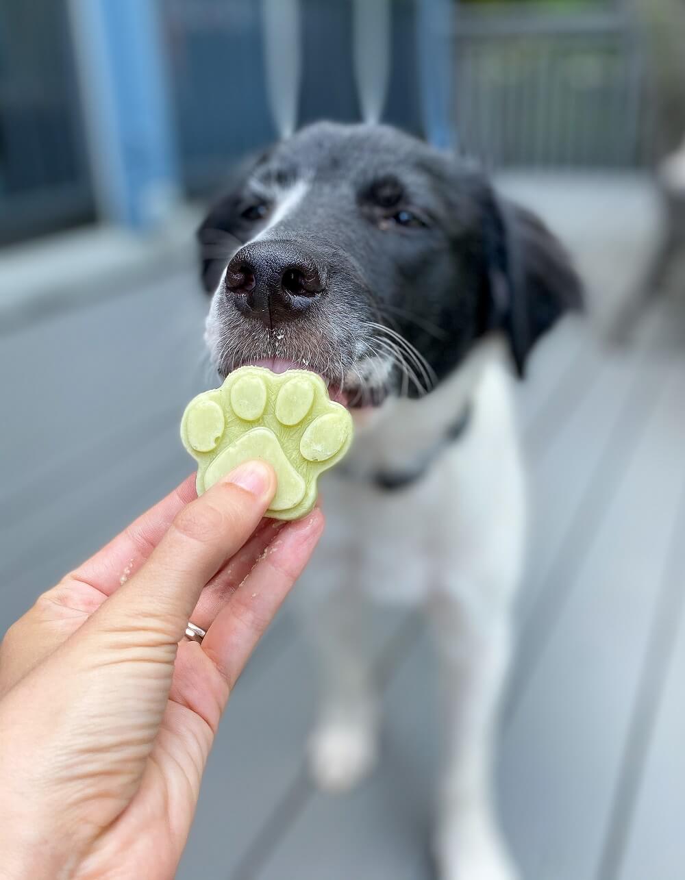 Our pups loved these celery dog treats Our pups loved these celery dog treats