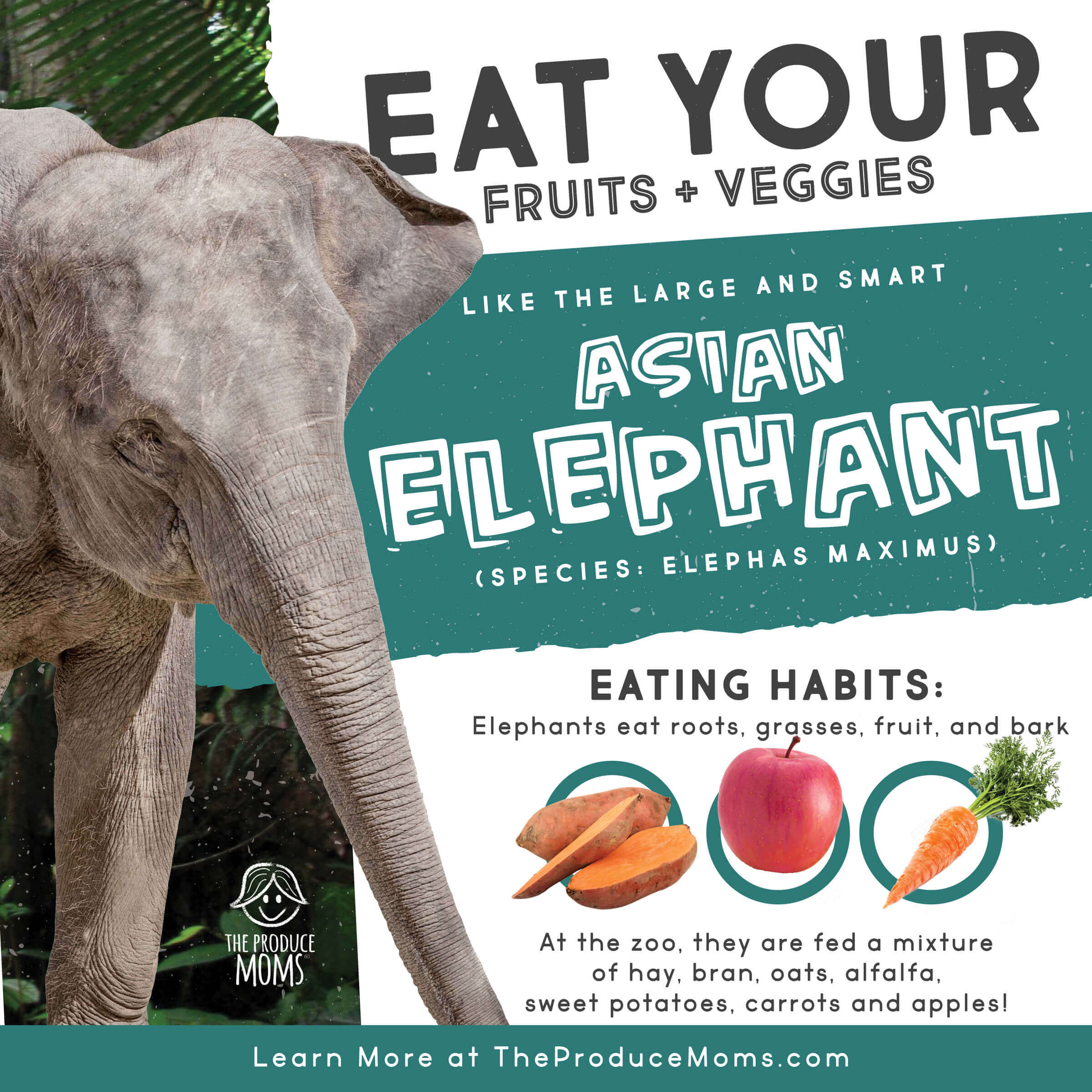 Eat Like An Elephant Diet Card Eat Like An Elephant Diet Card