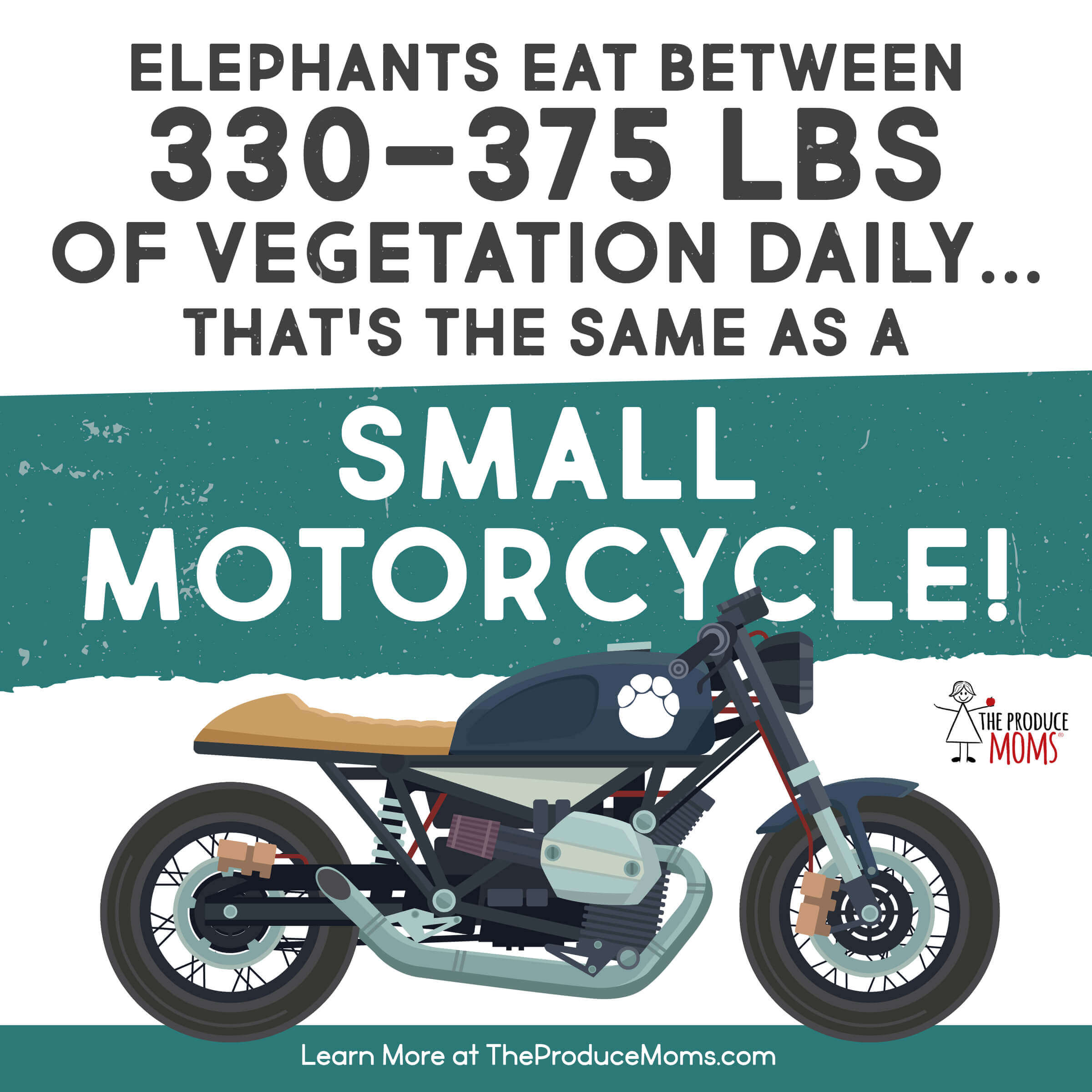 Eat Like An Elephant Eat Like An Elephant