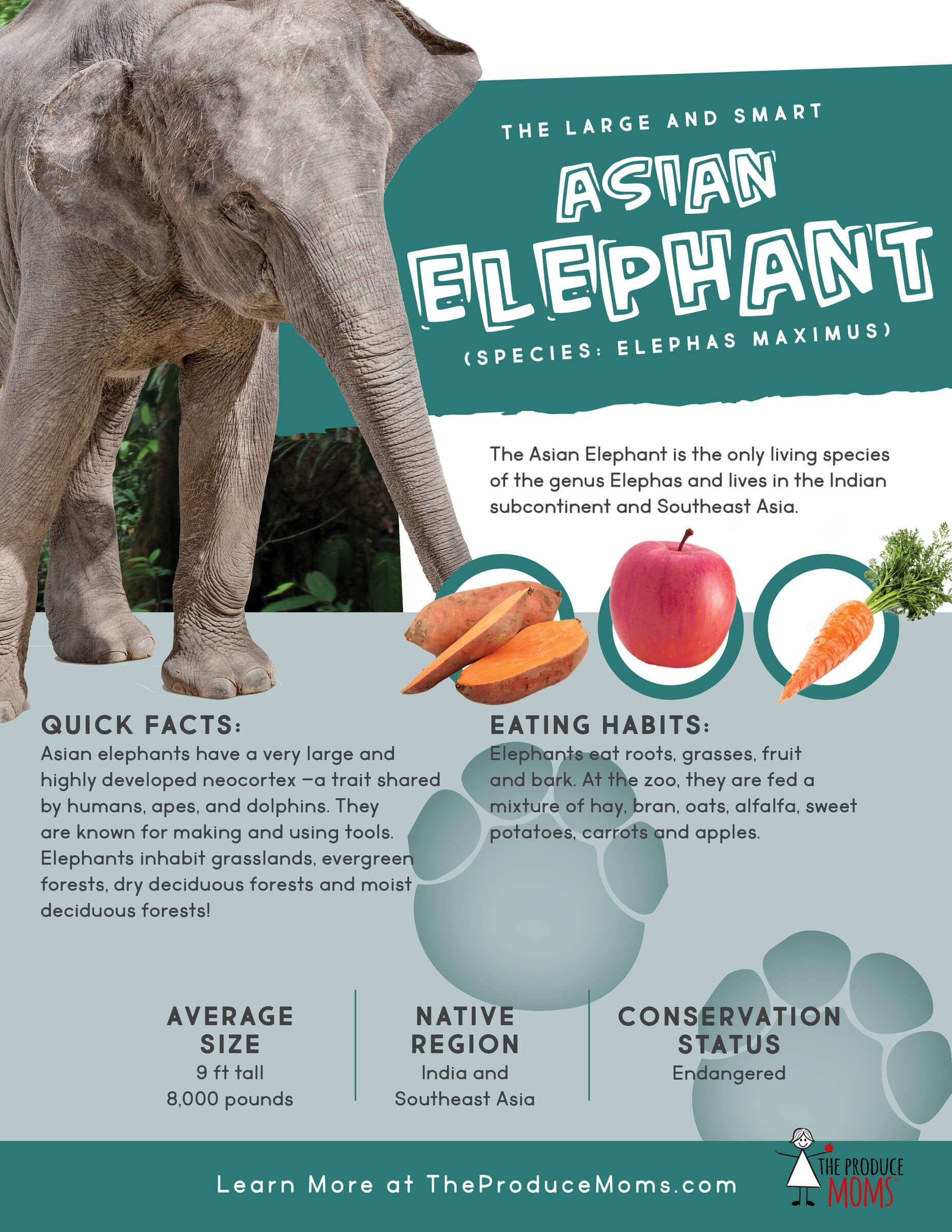 Quick Facts about Asian Elephants Quick Facts about Asian Elephants