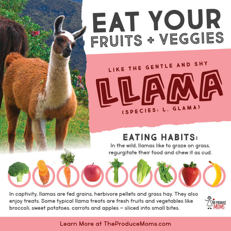 Eat Like a Llama Diet Card Eat Like a Llama Diet Card