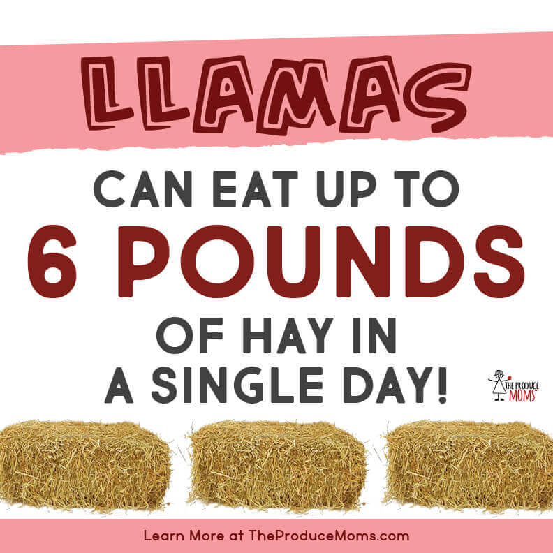 Eat Like A Llama - but may not that much! Eat Like A Llama - but may not that much!