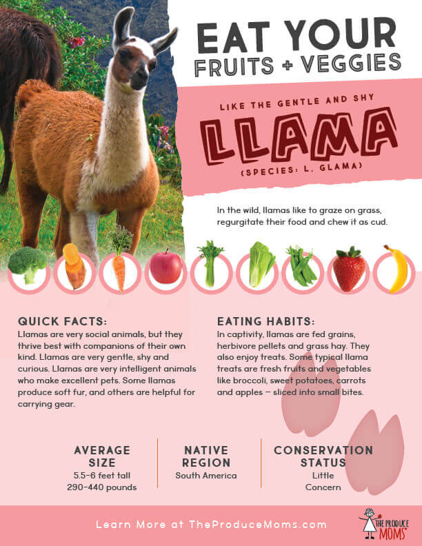 Eat Like A Llama Fact Sheet Eat Like A Llama Fact Sheet