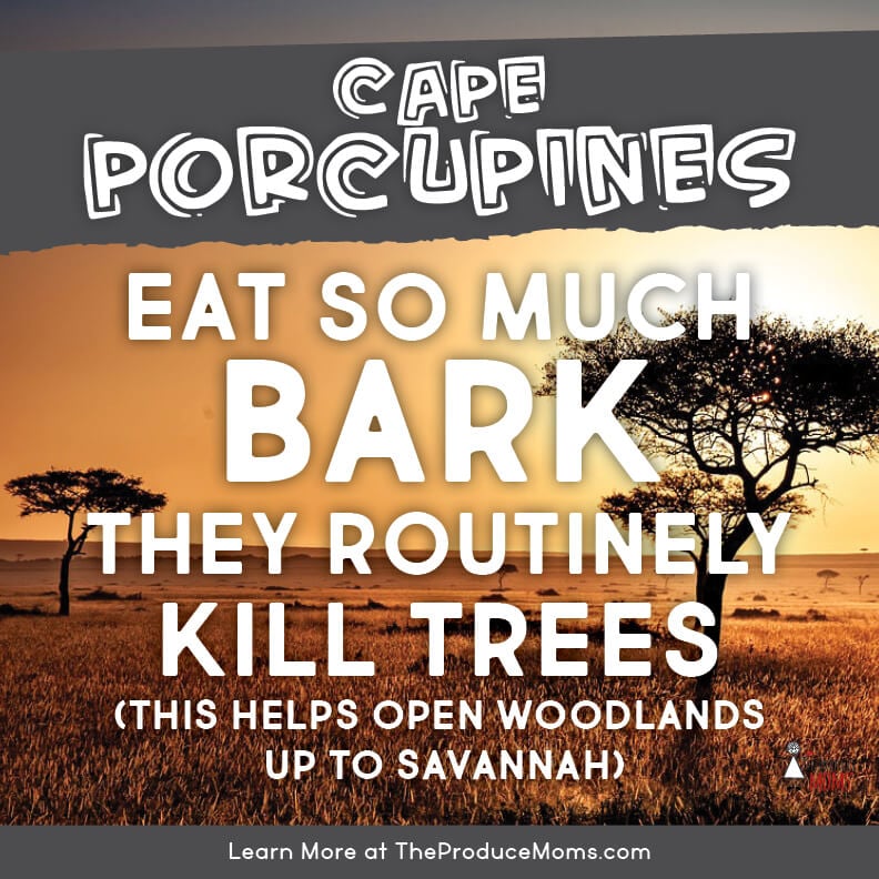 Cape Porcupine trees Eat Like a Cape Porcupine