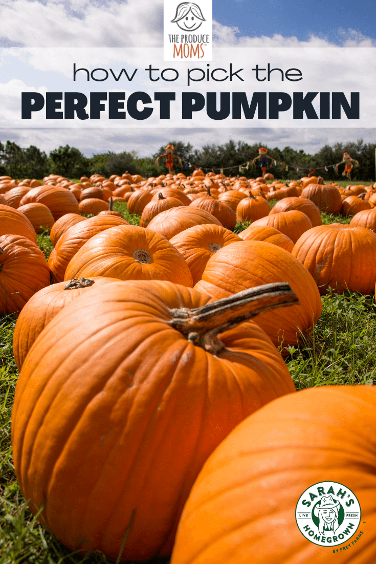 How To Pick a Pumpkin How To Pick a Pumpkin