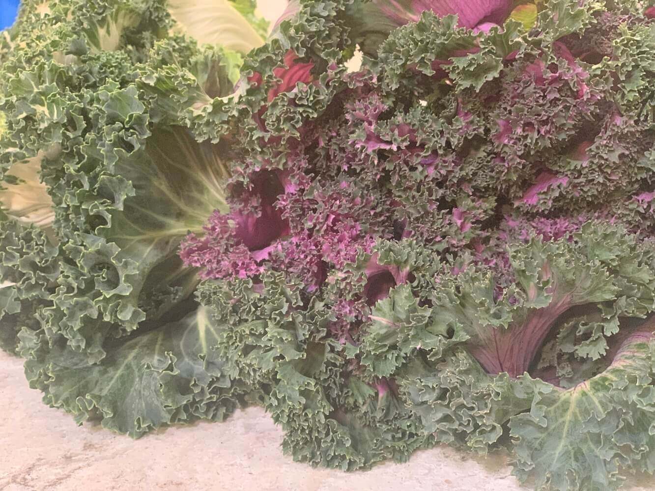 Salad Savoy Signature Salad Salad Savoy Signature Salad
