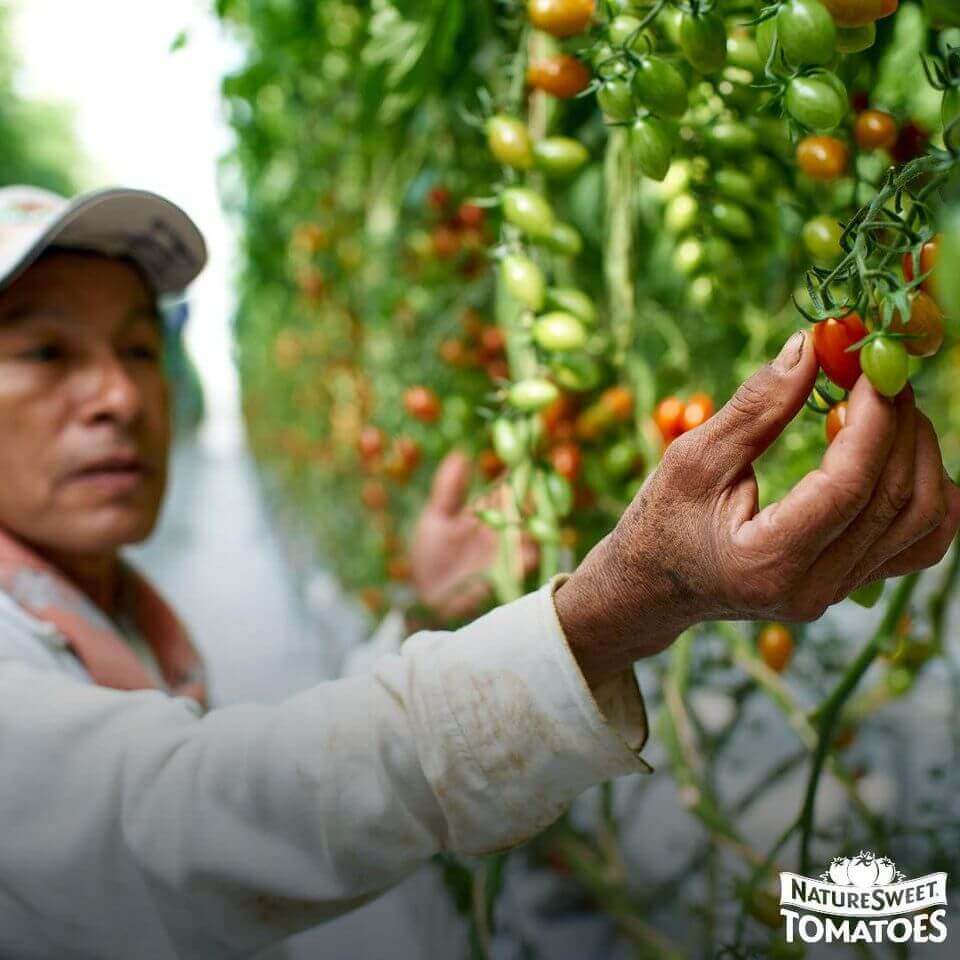Picked by growers who care Picked by growers who care