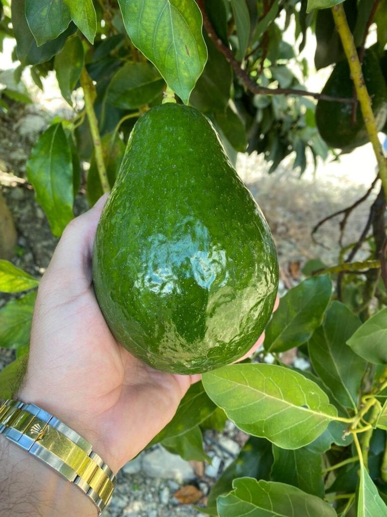 Tropical Avocado in Tree