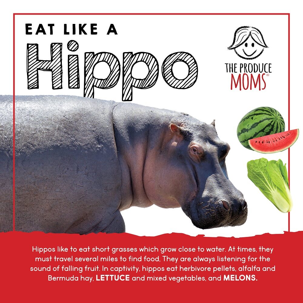 Eat Like a Hippo: Tasty Salads and Fruits! Eat Like a Hippo: Tasty Salads and Fruits!