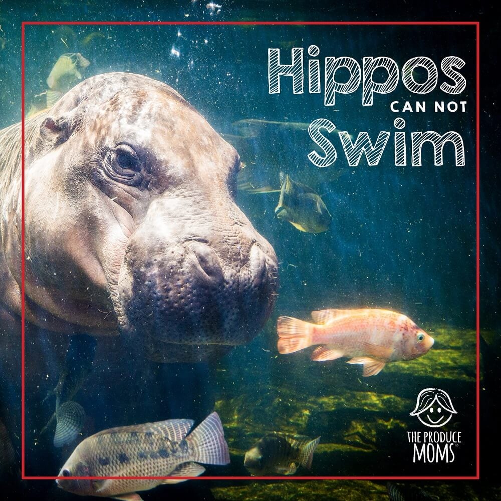 Eat like a hippo... but don't swim like one! Eat like a hippo... but don't swim like one!