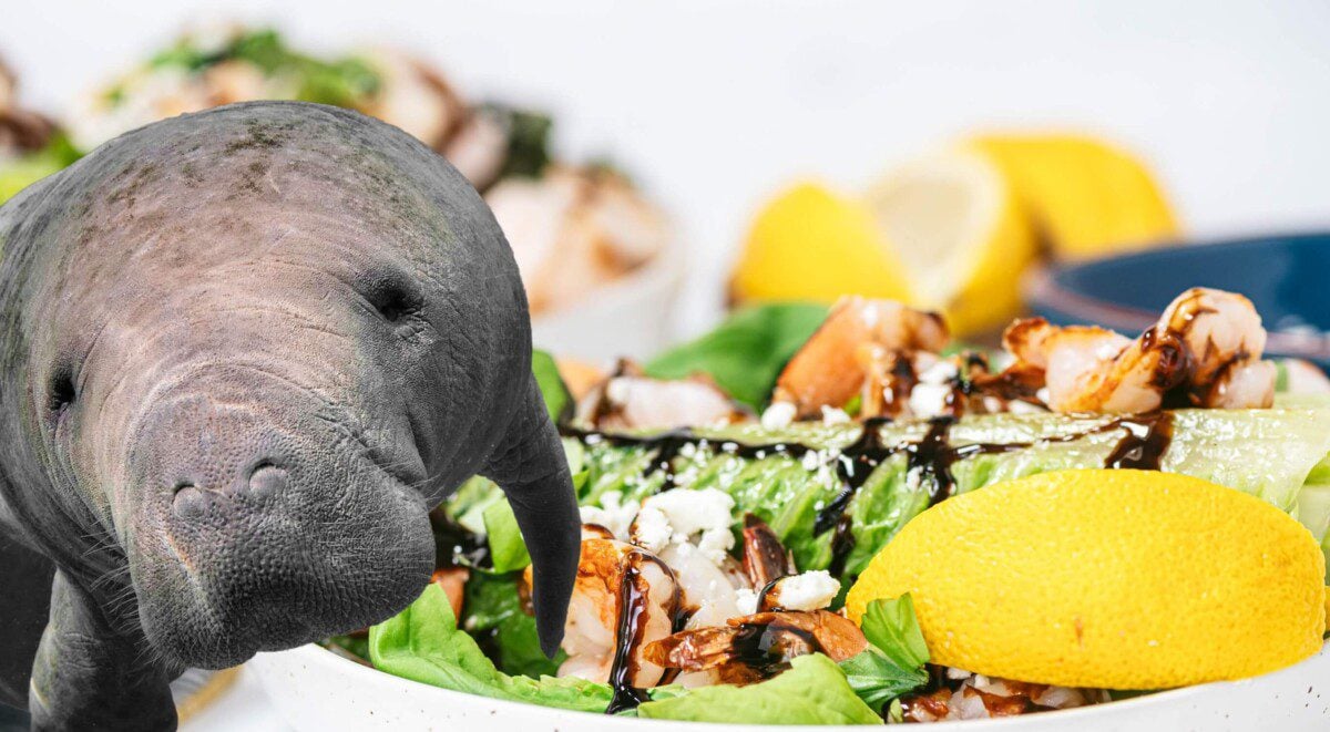 Eat Like a Manatee Banner Image