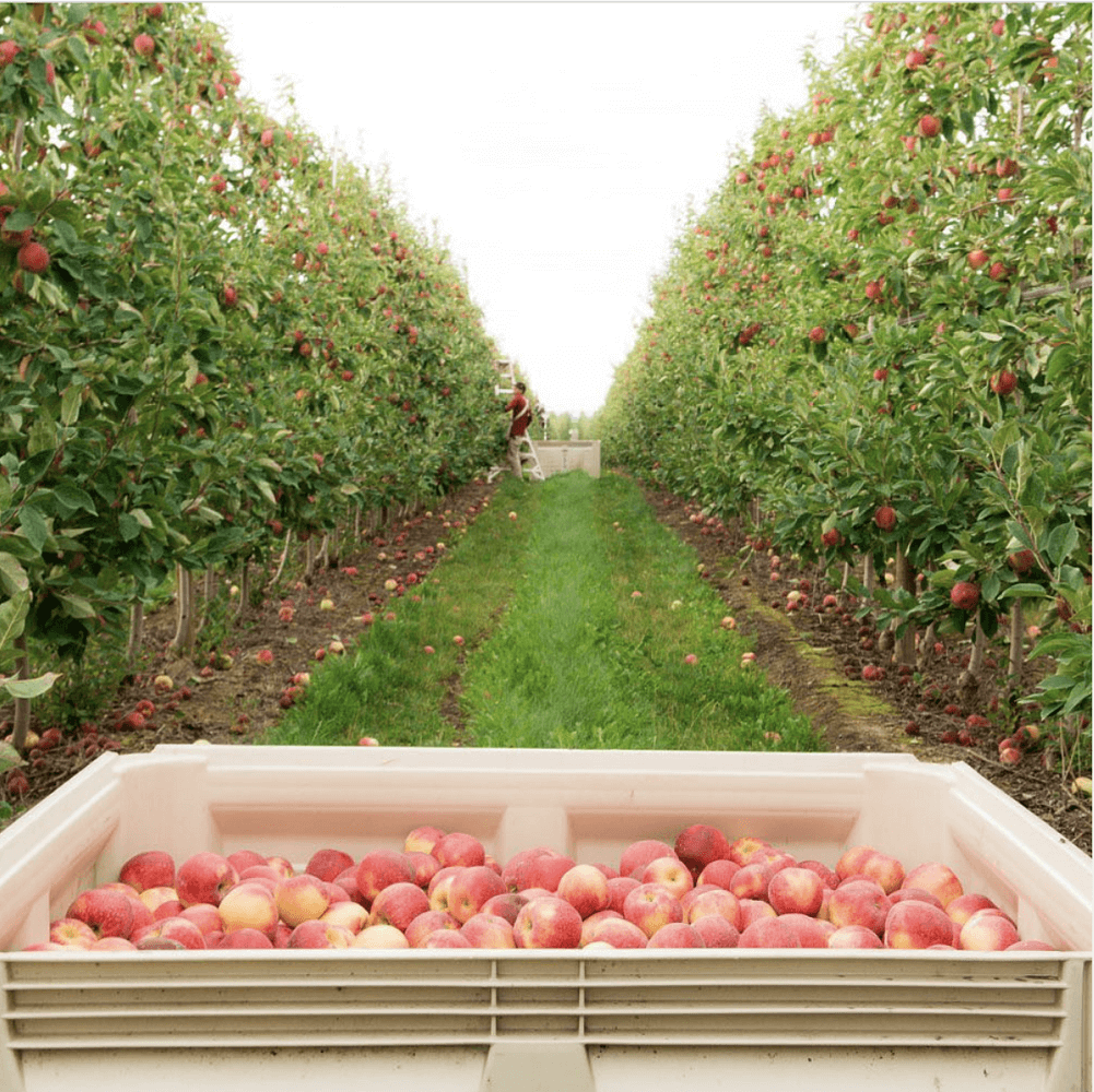 A view from a SweeTango Apple Grower A view from a SweeTango Apple Grower