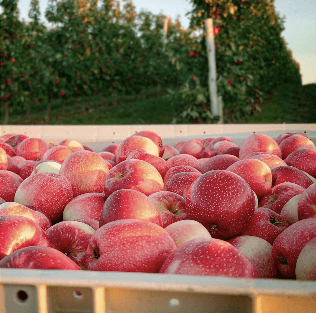 Picking the apples you crave Picking the apples you crave
