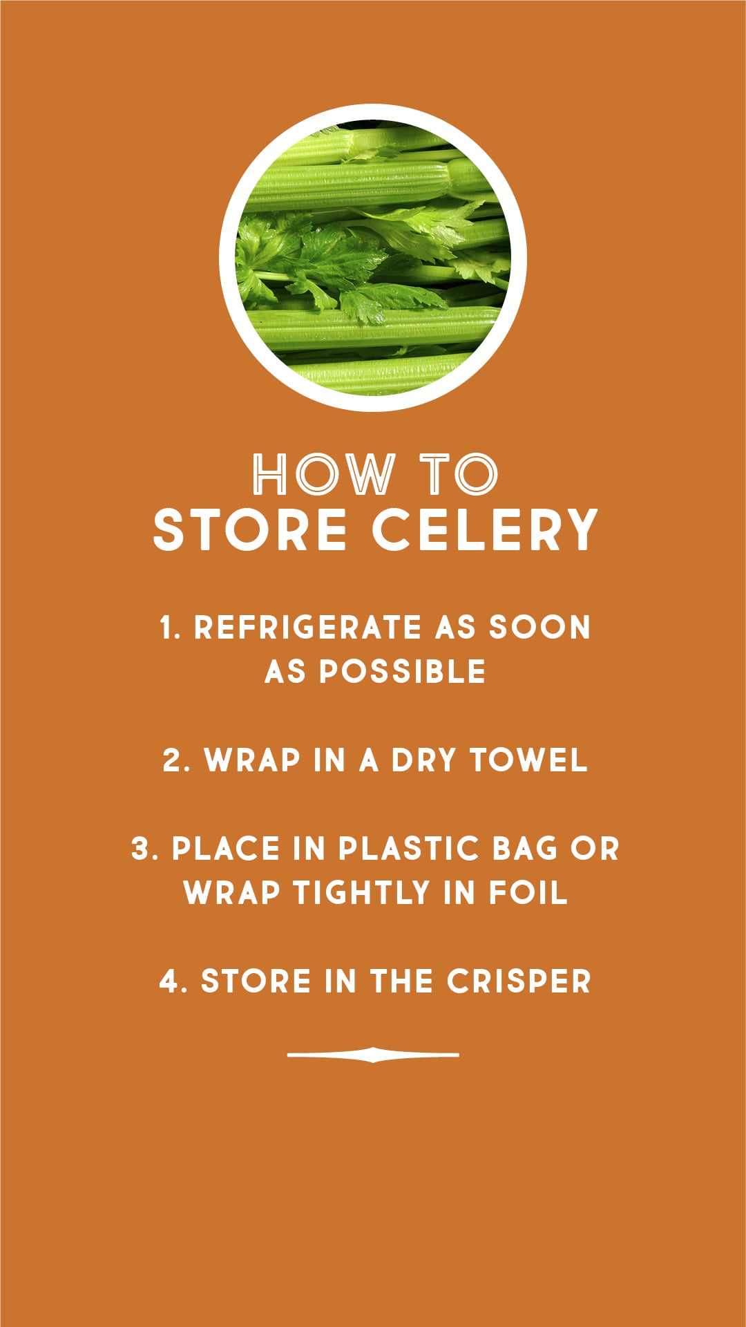 How to store celery How to store celery