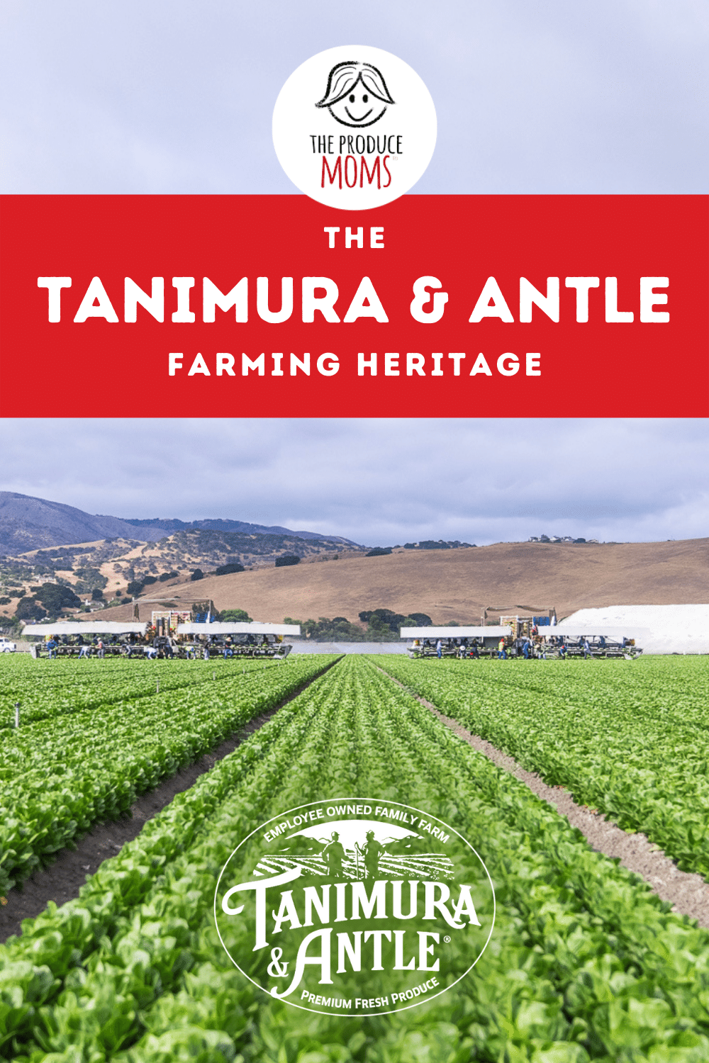 Tanimura & Antle Pin