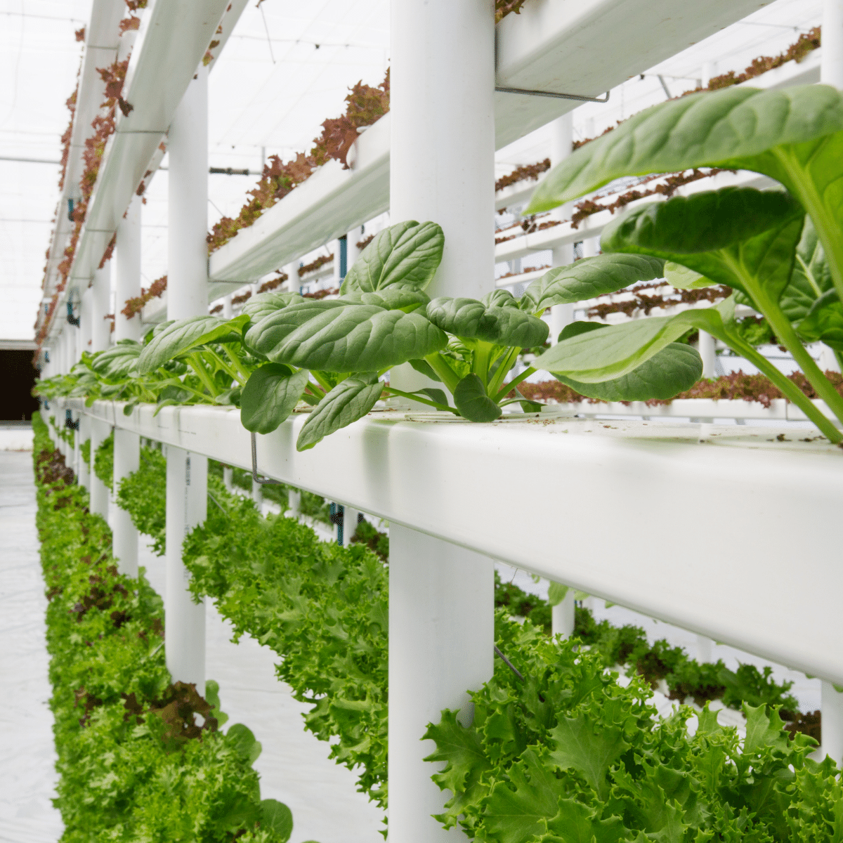 Vertical farmed salad greens Vertical farmed salad greens