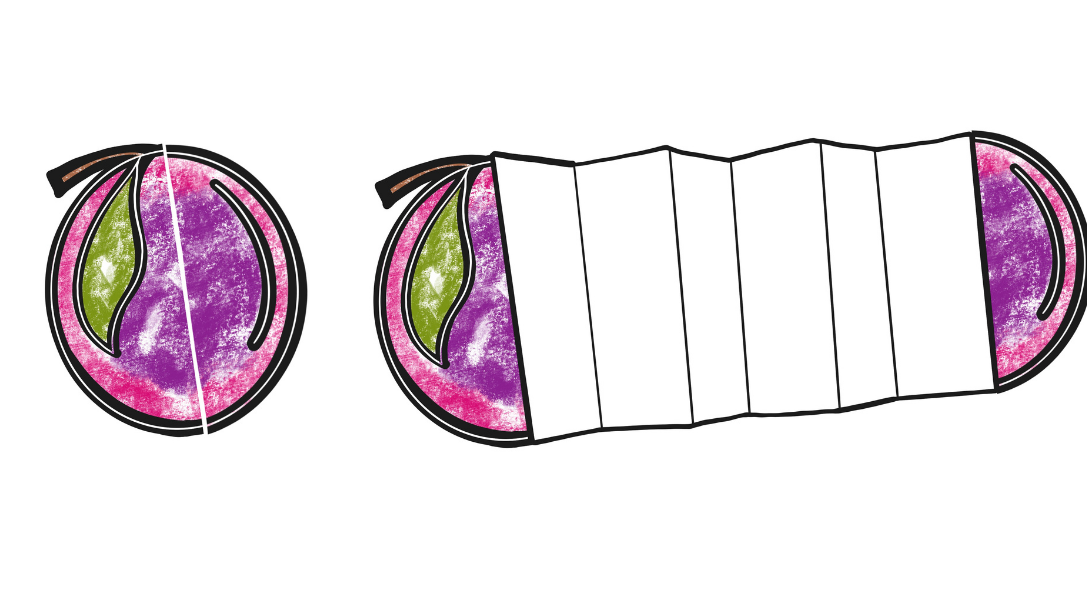 Life Cycle of a Plum Activity Sheet