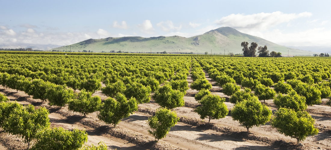 Prima Wawona Stone Fruit Fields