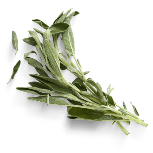sage