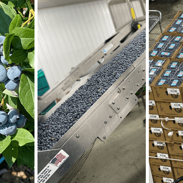 Michigan Blueberry Farm Tour 2022
