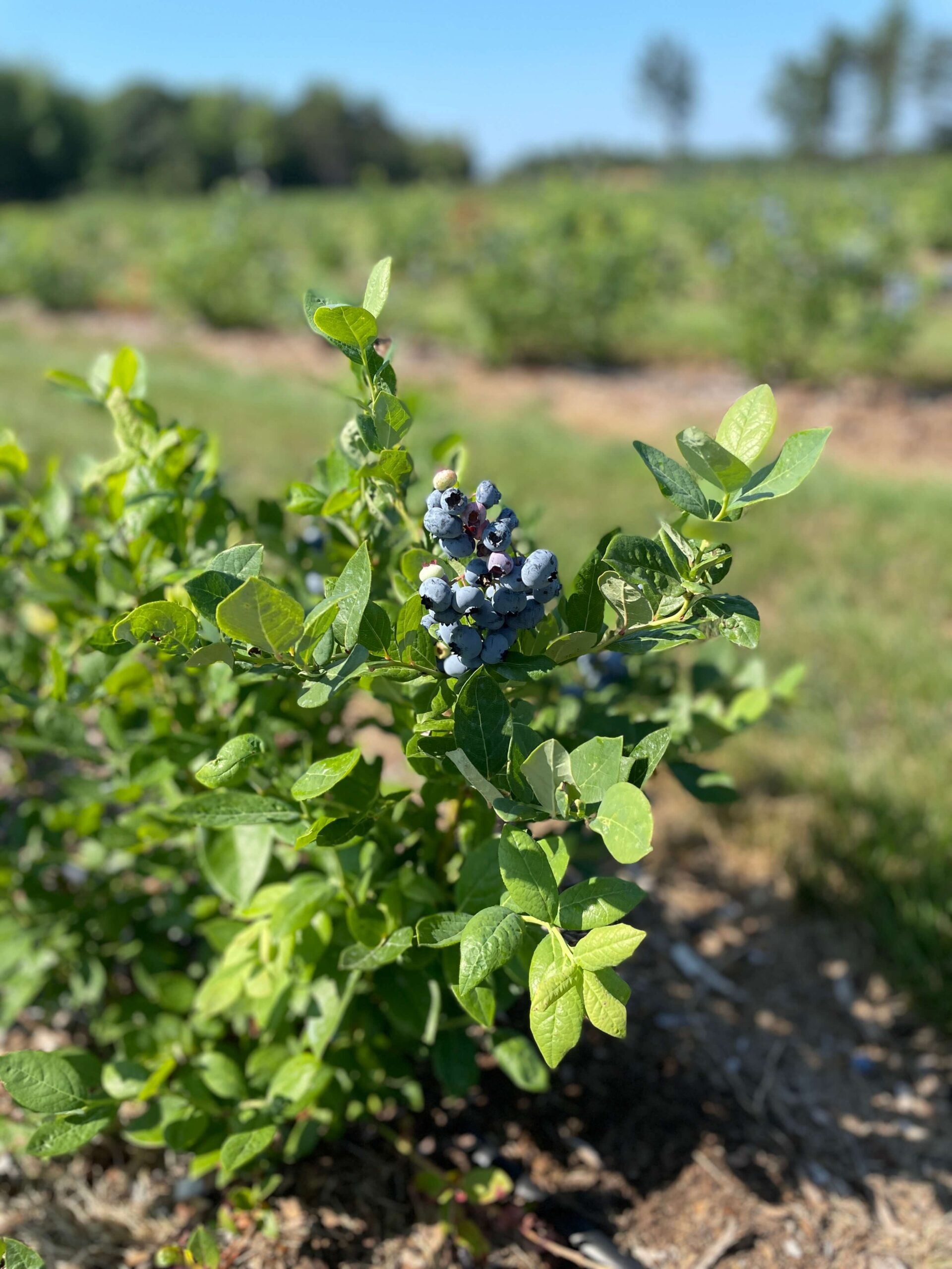 Blueberries on a bush