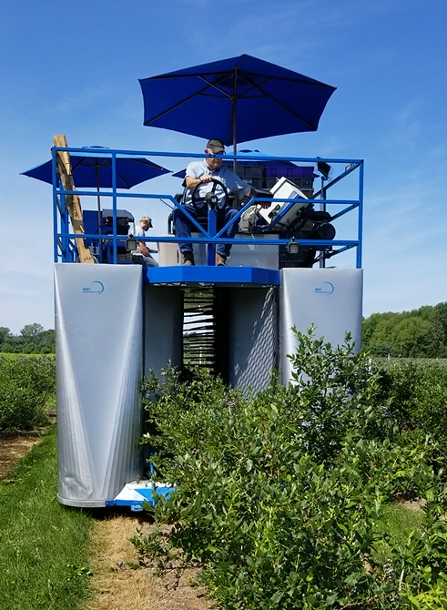 Harvester in blueberry fields at Lakeside