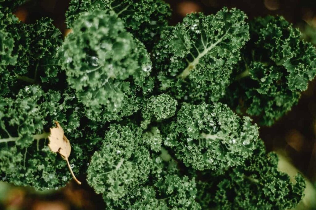 Collard Greens are a delicious vegetable for September