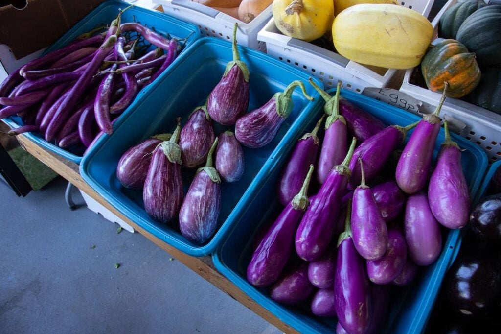 Eggplant is a delicious vegetable for September