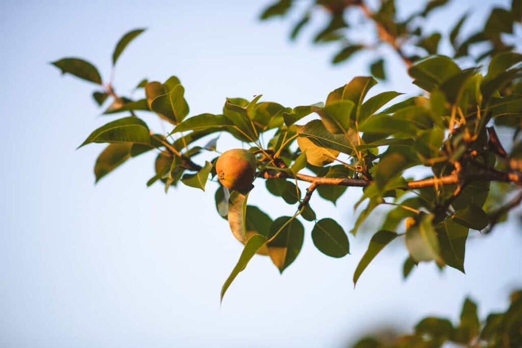 Pear is a delicious fruit for november