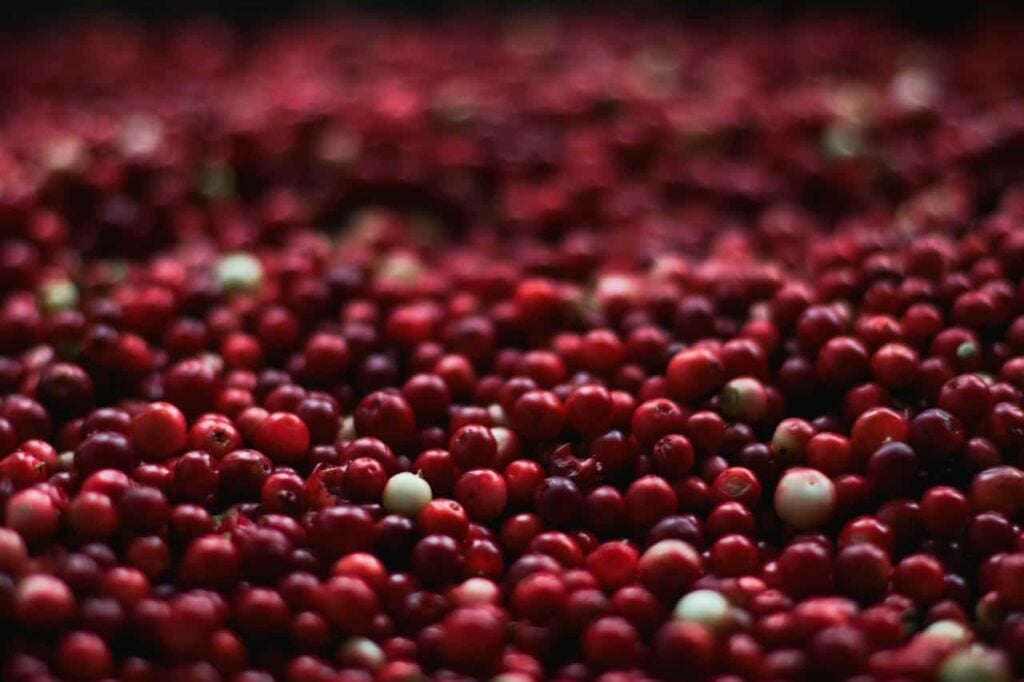 craneberries are a delicious fruit for November
