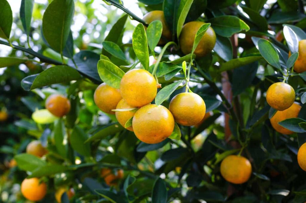 nevel orange is great in august