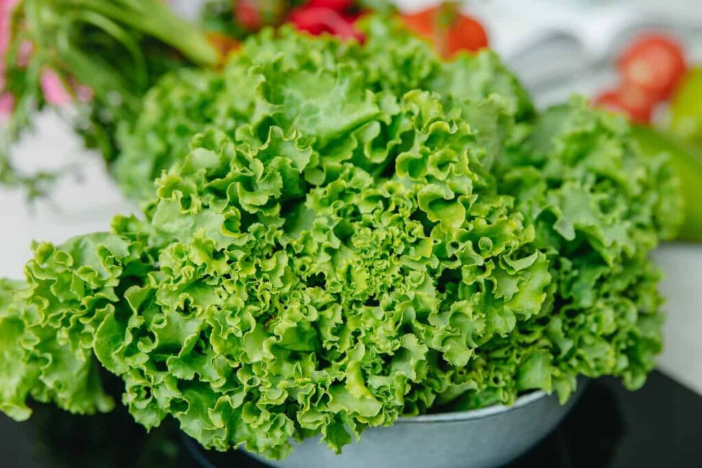 lettuce is delicious in August