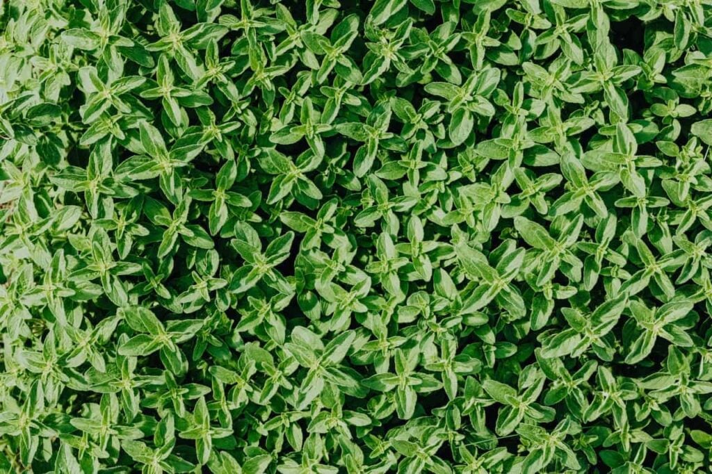 thyme is a delicious vegetable for September
