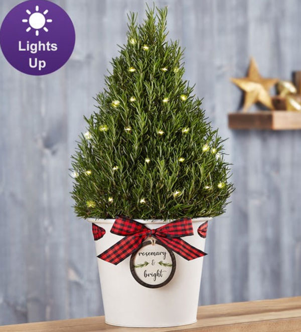 Rosemary Christmas Trees