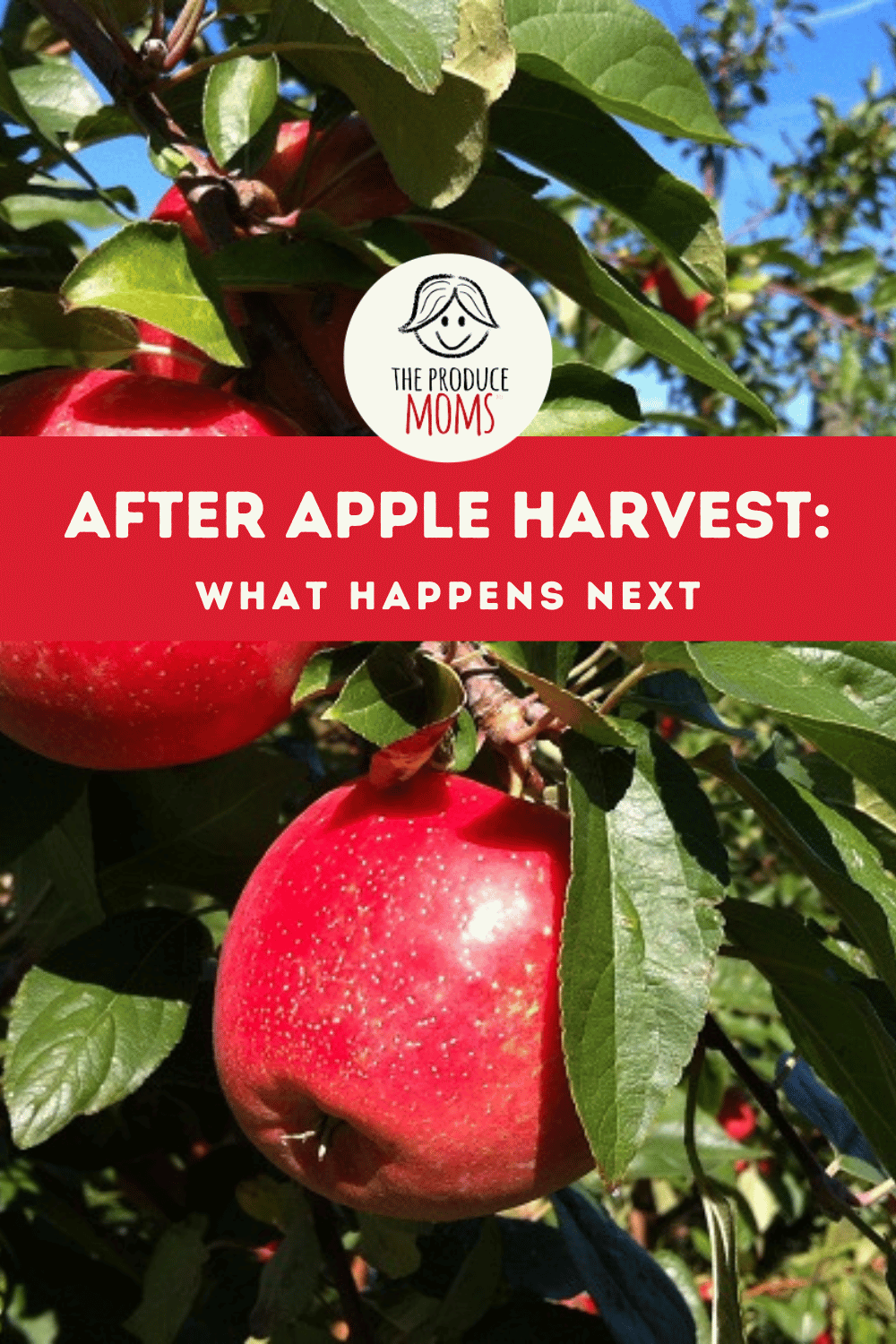 Pinterest Pin After Apple Harvest
