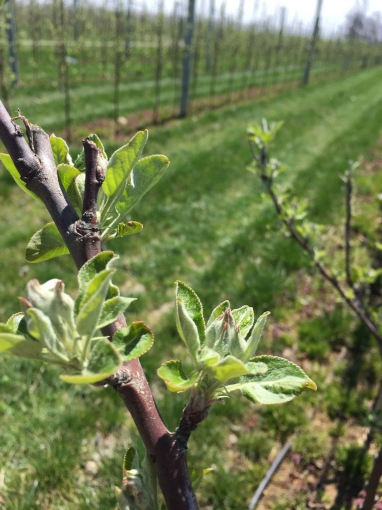 tight cluster of apple buds