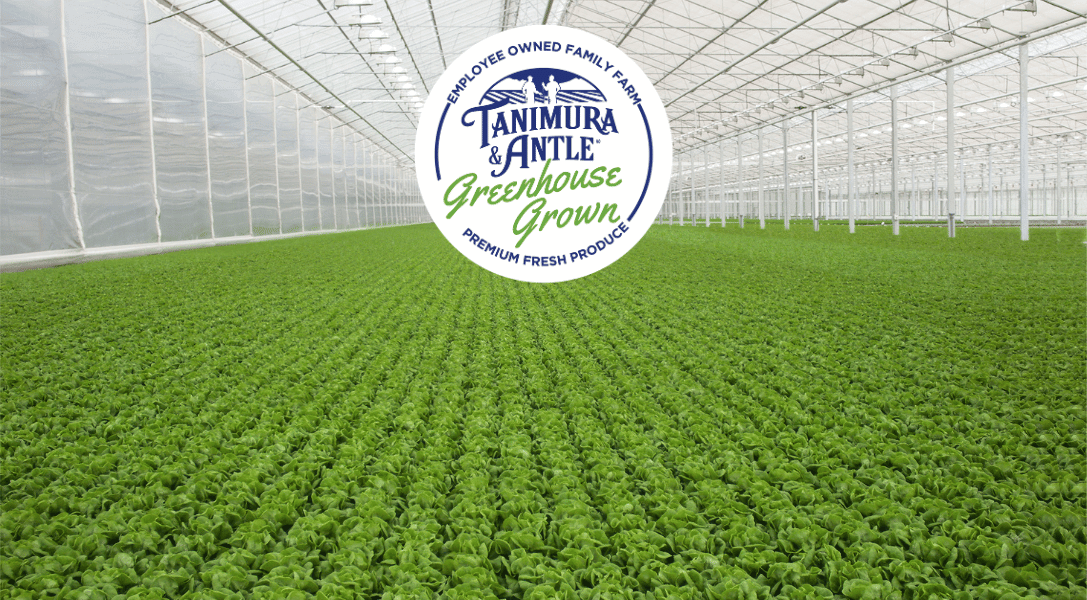 Blog Header T&A Greenhouse