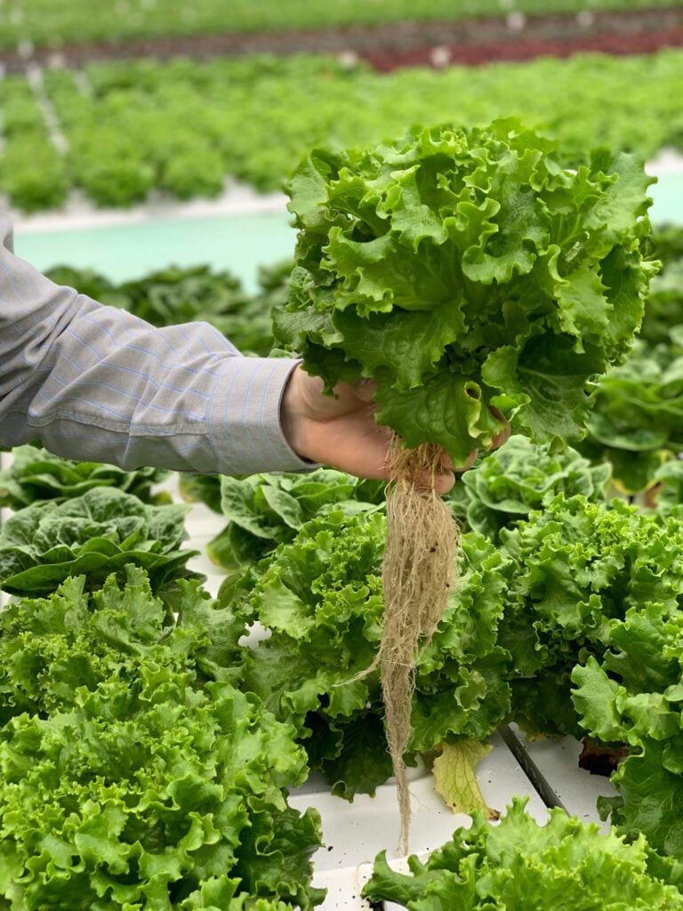 Close up of Tanimura & Antle Green Leaf Lettuce