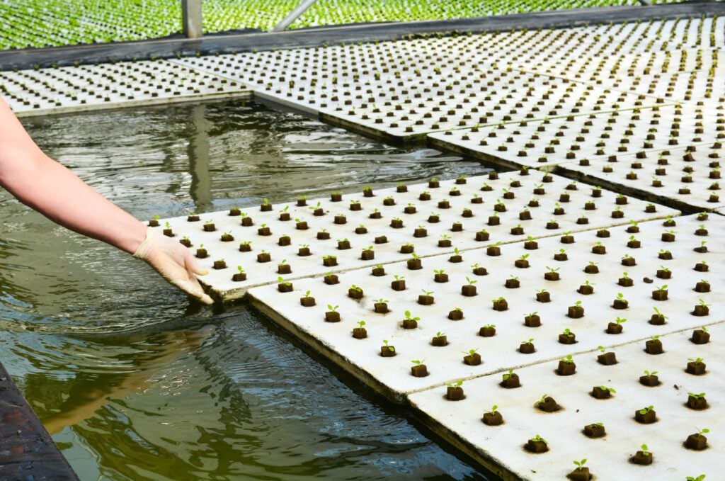 Tanimura & Antle Greenhouse rows of plants