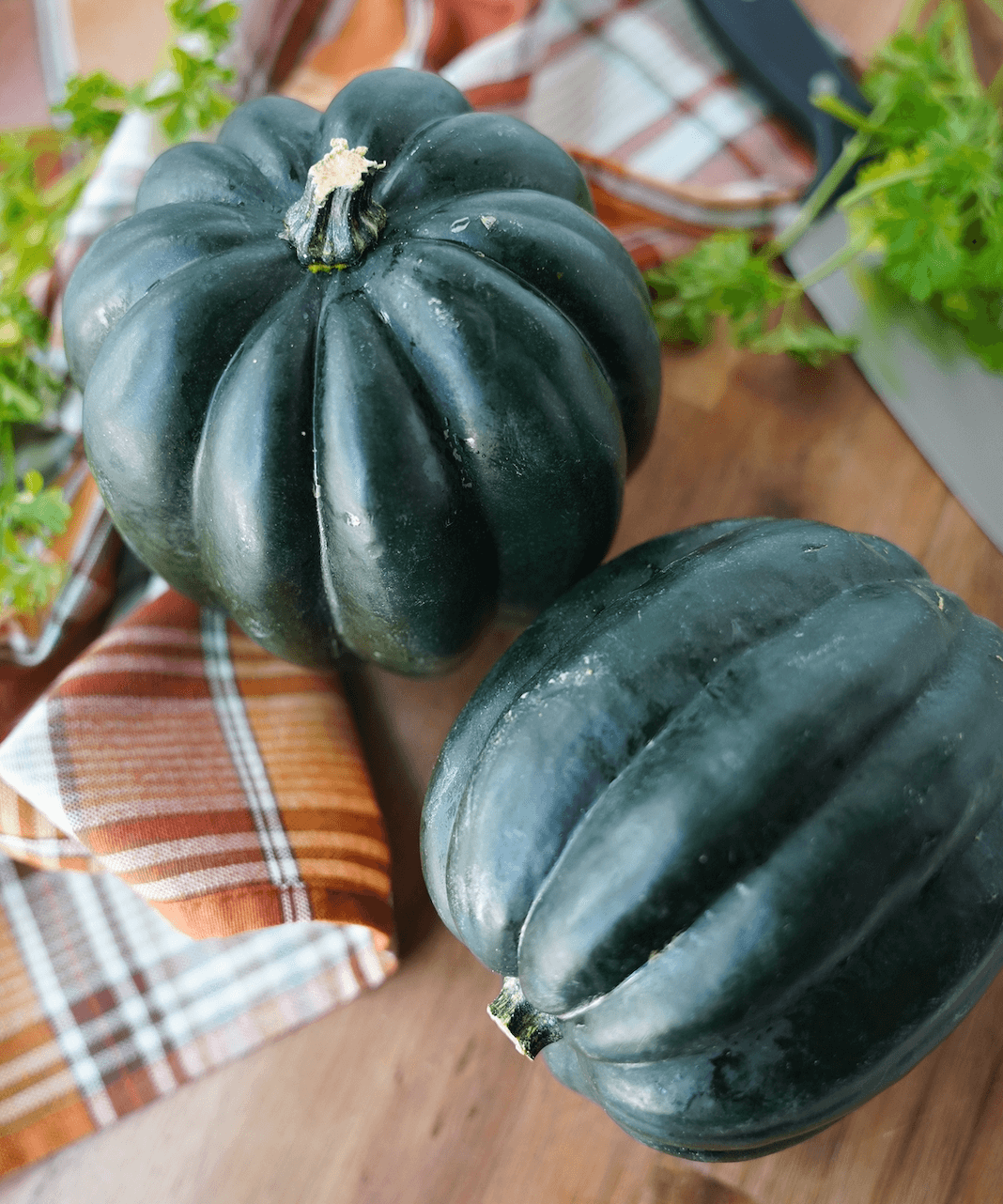 Vertical image of 2 acorn Squash